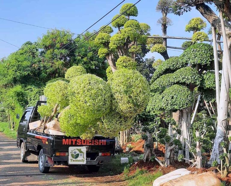 Jual bonsai anting putri jakarta