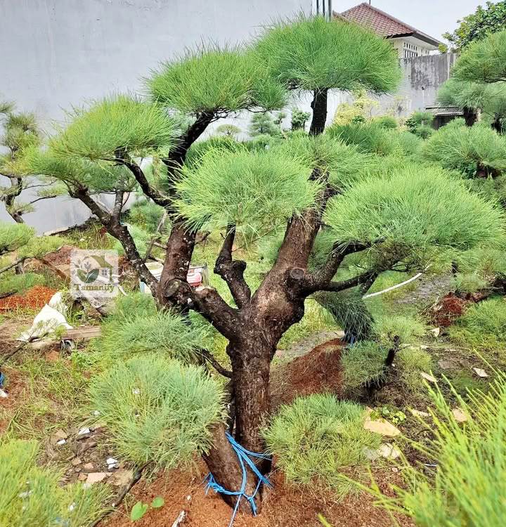 Read more about the article Jual Bonsai Cemara Udang Jakarta #1 Pohon Hias Terbaik