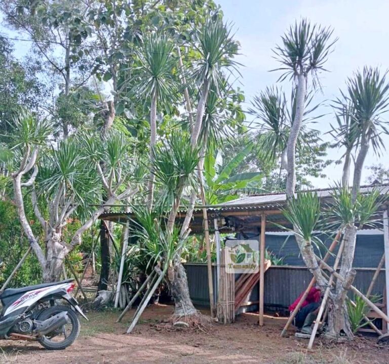 Jual pandan bali tanaman jakarta