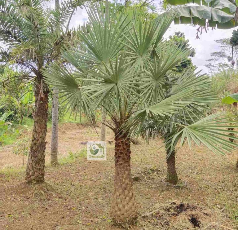 Jual pohon bajul copernis jakarta
