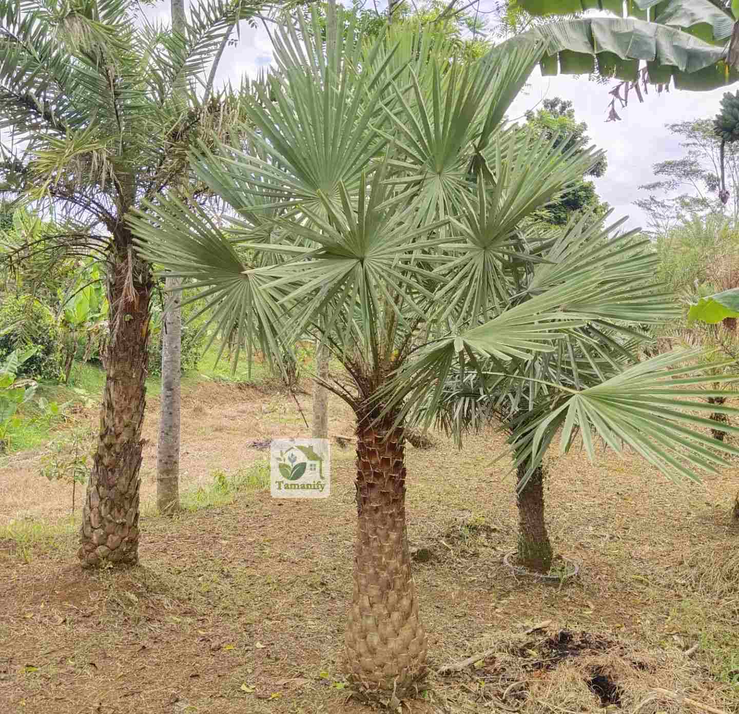 Read more about the article Jual Palem Bajul Copernis Jakarta Terbaik No#1 Ready Stok