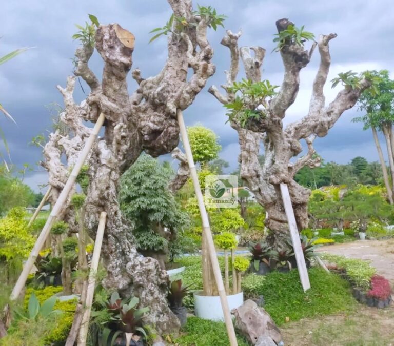 Jual pohon kamboja fosil jakarta