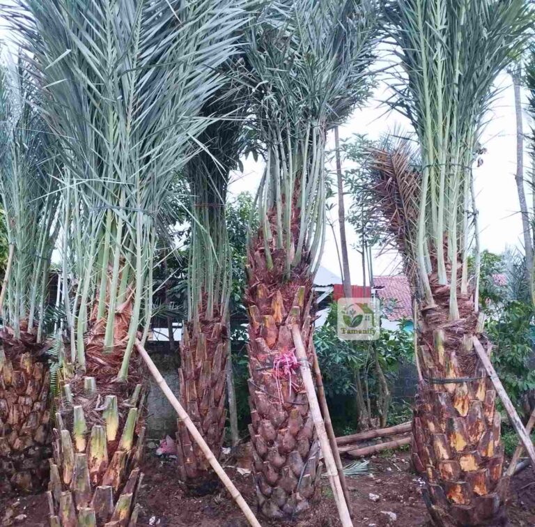 Jual pohon kurma jakarta