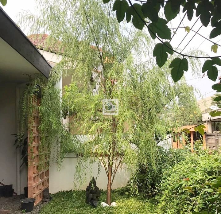 Read more about the article Jual Pohon Liang Liu Jakarta 100% Pilihan Taman Terbaik