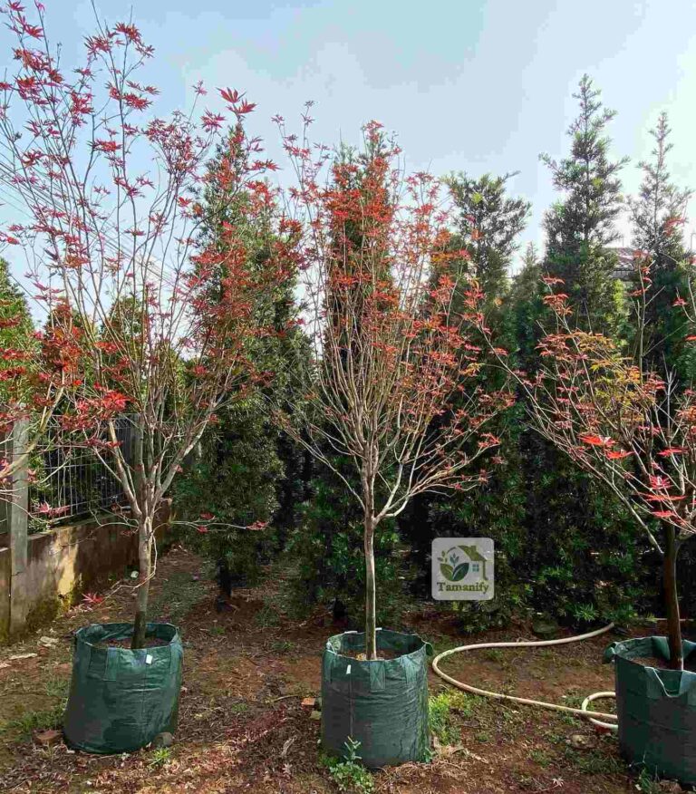 Jual pohon red maple jakarta