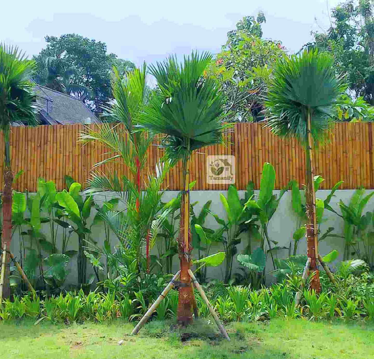 Read more about the article Jual Palem Sadeng di Jakarta Top#1 Pohon Hias Premium
