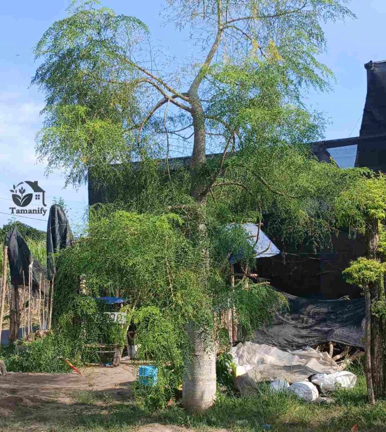 jual pohon kelor afrika moringa jakarta