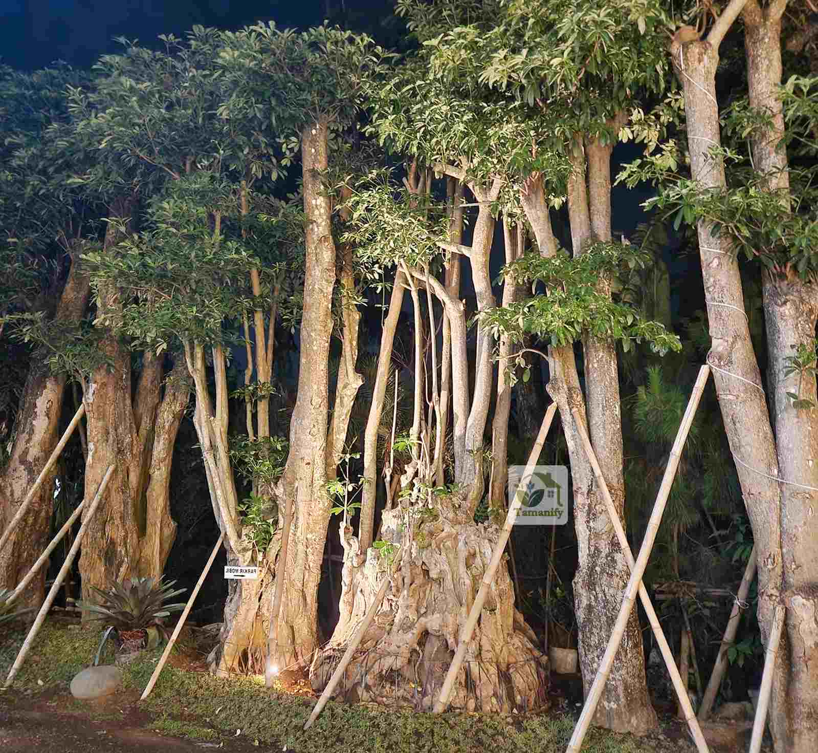 Read more about the article Jual Pohon Pule Jakarta Top#1 Harga Sesuai Kualitas
