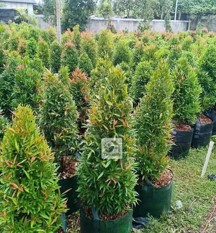 Read more about the article Jual Pohon Pucuk Merah di Jakarta #1 Tanaman Kualitas Terbaik