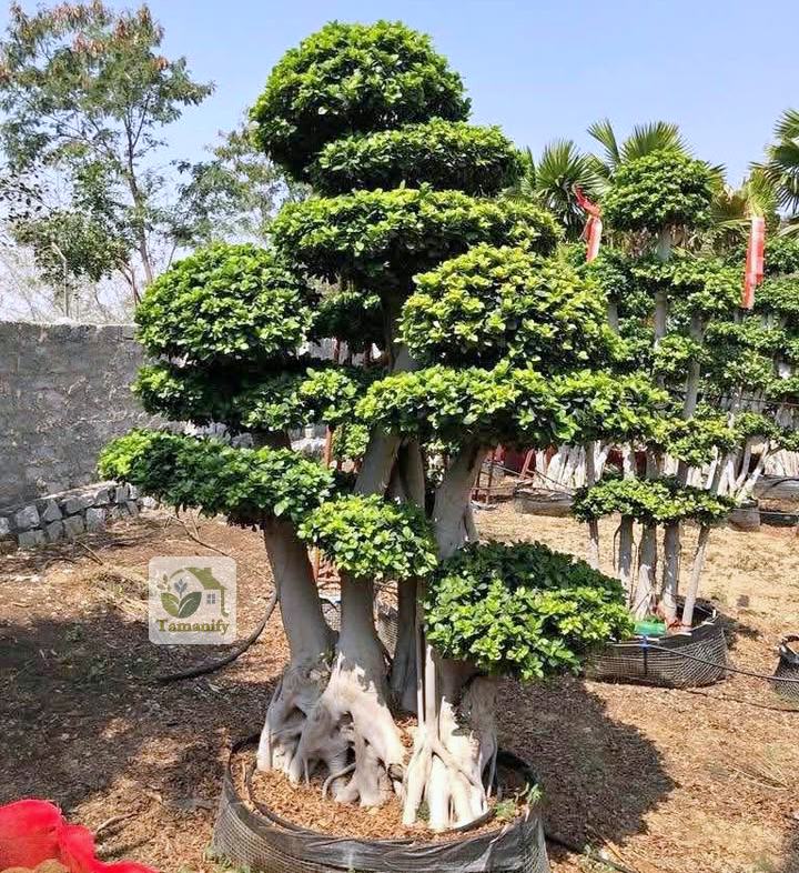 Read more about the article Jual Bonsai Dolar di Jakarta #1 Pohon Dari Bibit Unggulan