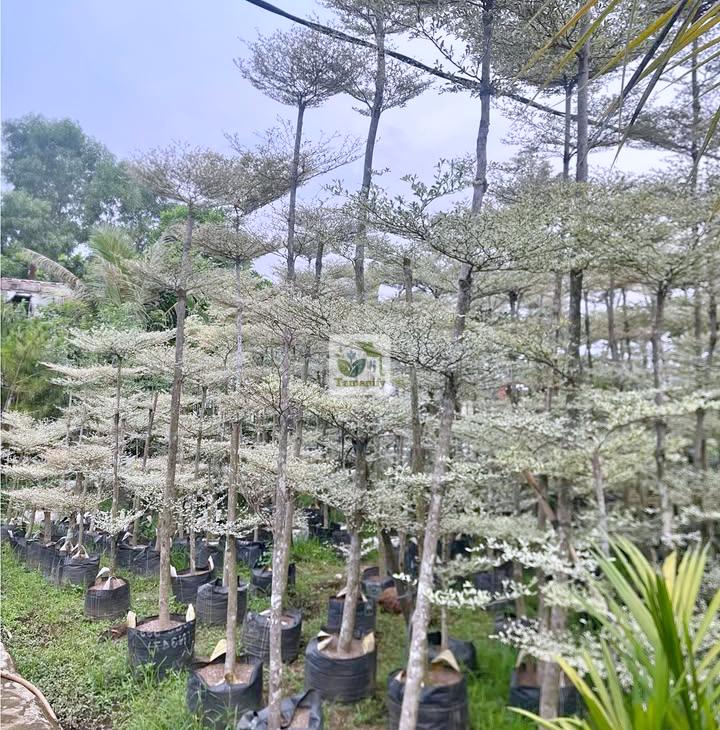 Read more about the article Jual Ketapang Kencana di Jakarta Terbaik #1 Pohon Unggul