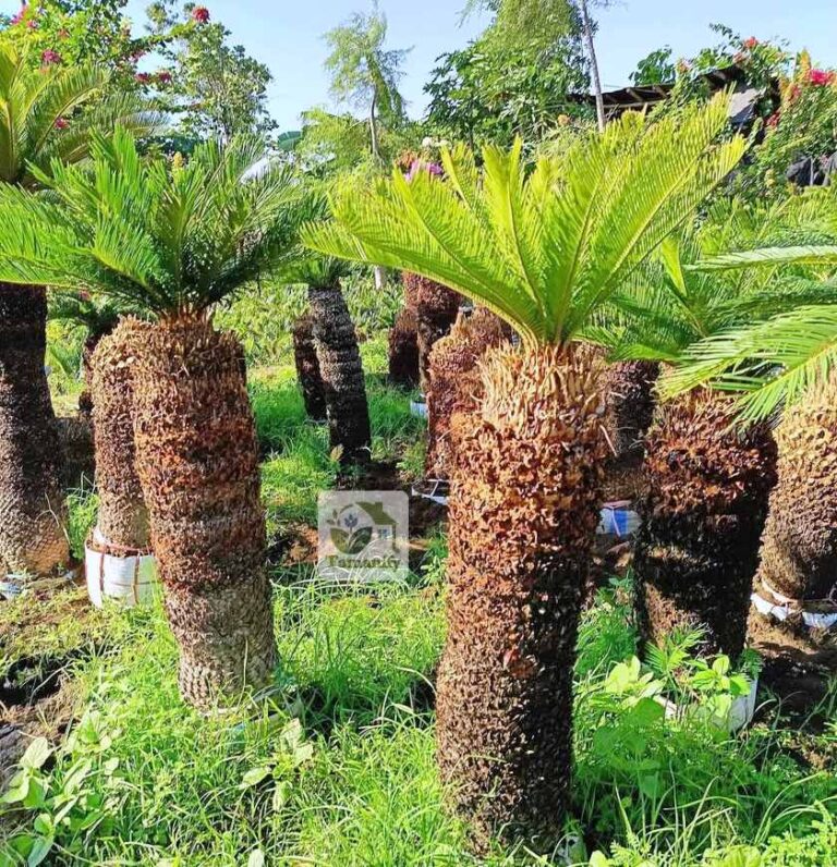 jual palem sikas jakarta pohon mawar jambe