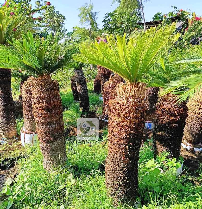 Read more about the article Jual Palem Sikas Jakarta 100% Tanaman Pohon Premium
