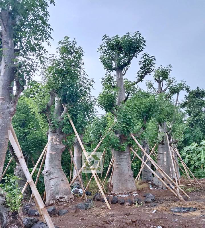 Read more about the article Jual Pohon Baobab Jakarta Terbaik #1 Kaki Gajah Unggul