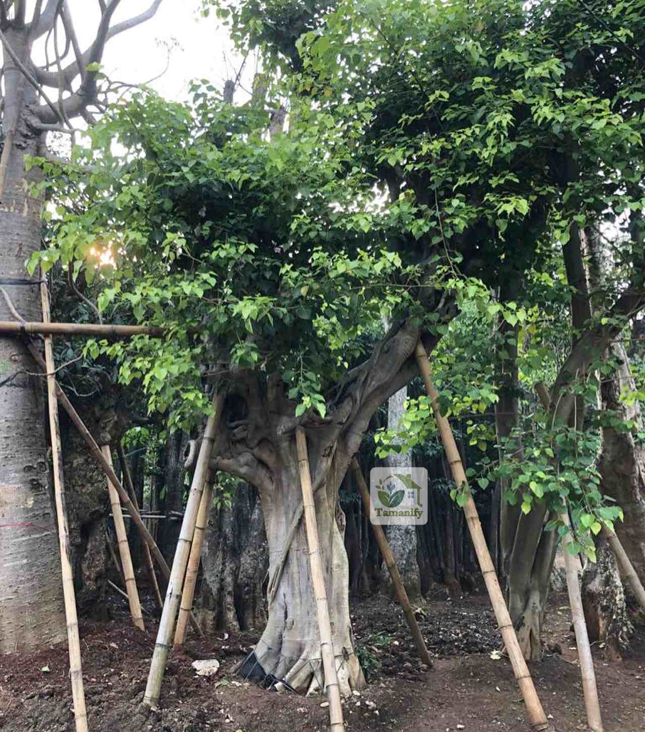 Read more about the article Jual Pohon Bodhi Jakarta No#1 Ancak Besar Tumbuh Sehat