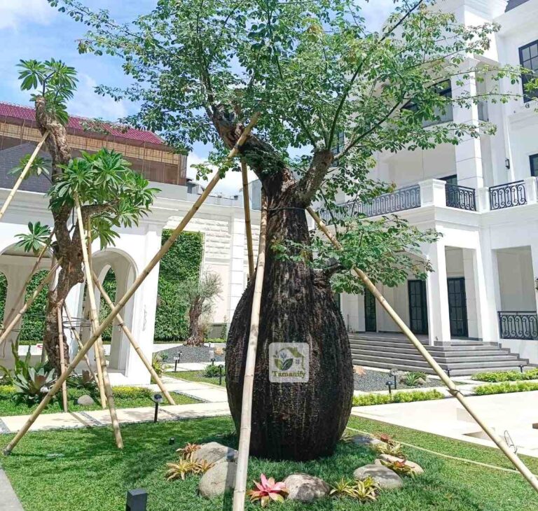 jual pohon bottle tree jakarta