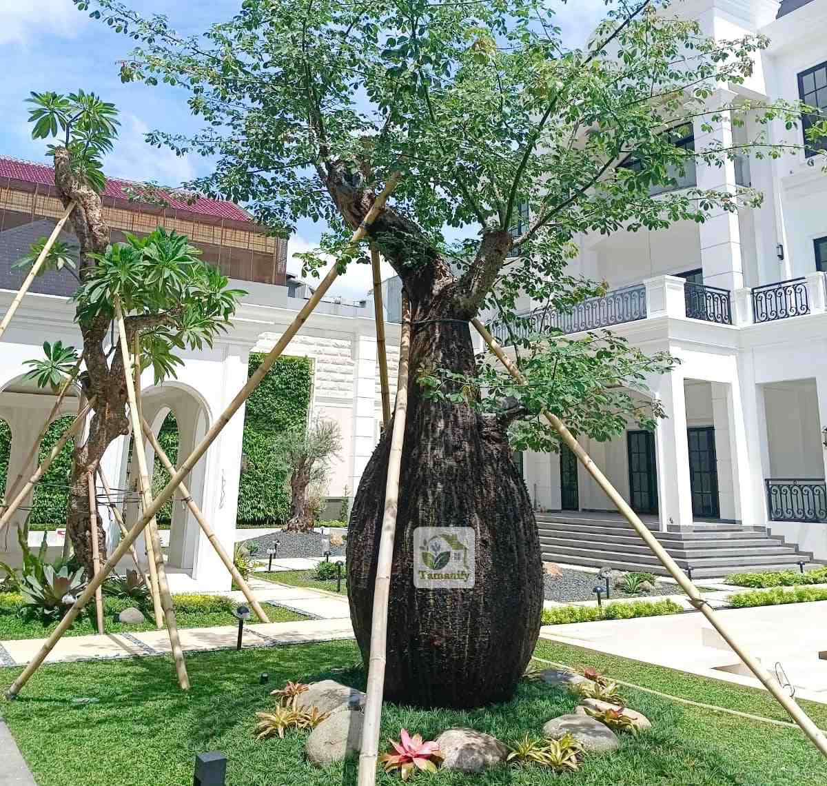 Read more about the article Jual Pohon Bottle Tree Jakarta Terbaik 100% Indah & Segar
