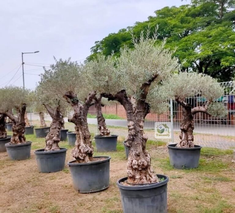 jual pohon olive tree zaitun jakarta