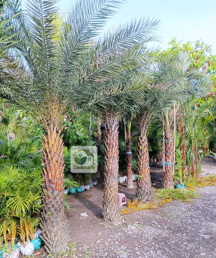 Read more about the article Jual Palem Kenari di Jakarta Top#1 Pohon Cantik Premium