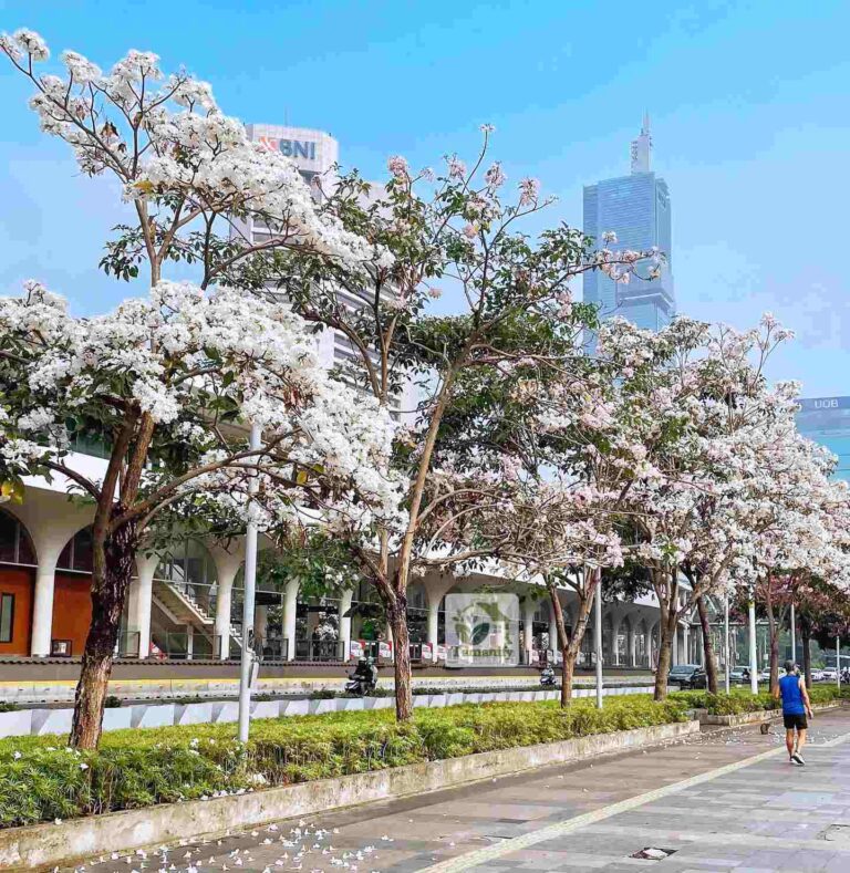 jual pohon tabebuya jakarta