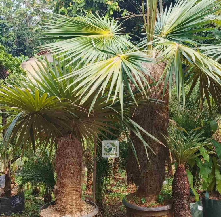 jual palem jenggot jakarta coccothrinax crinita