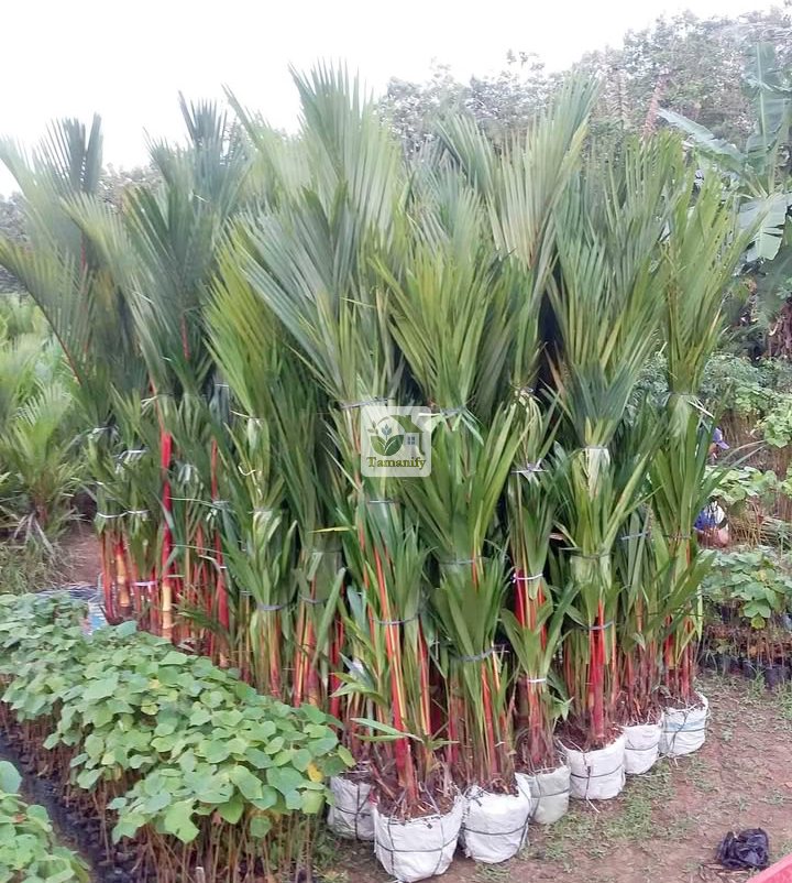 Read more about the article Jual Pohon Palem Merah Jakarta Top#1 Bergaransi