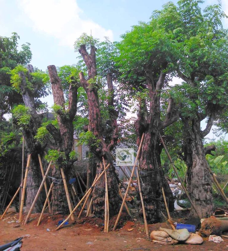 jual pohon balibong jakarta