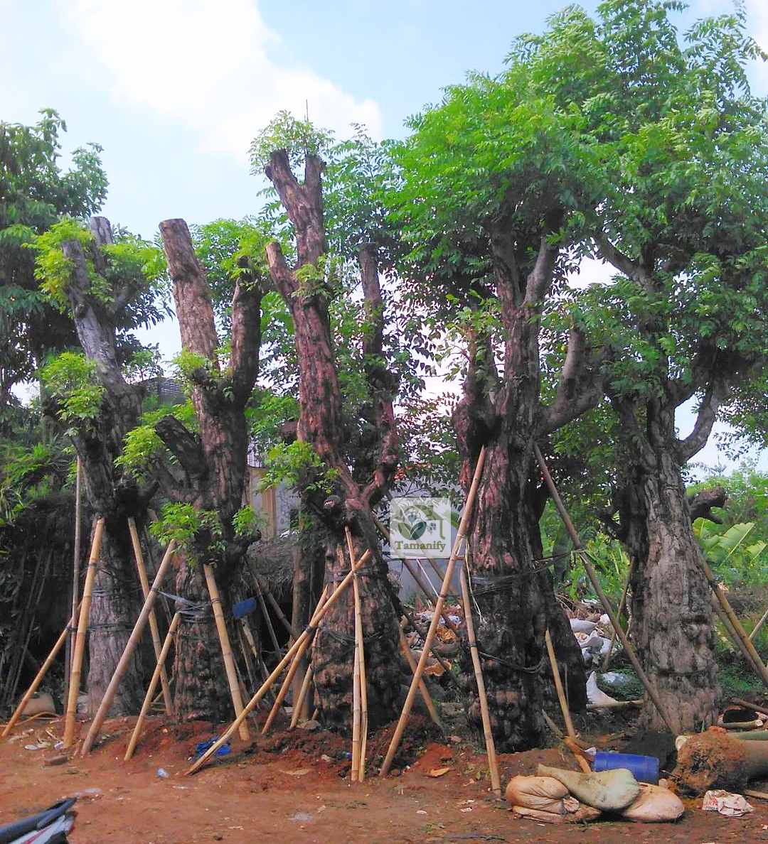 Read more about the article Jual Pohon Balibong Jakarta No.1 Layanan Cepat & Ahli