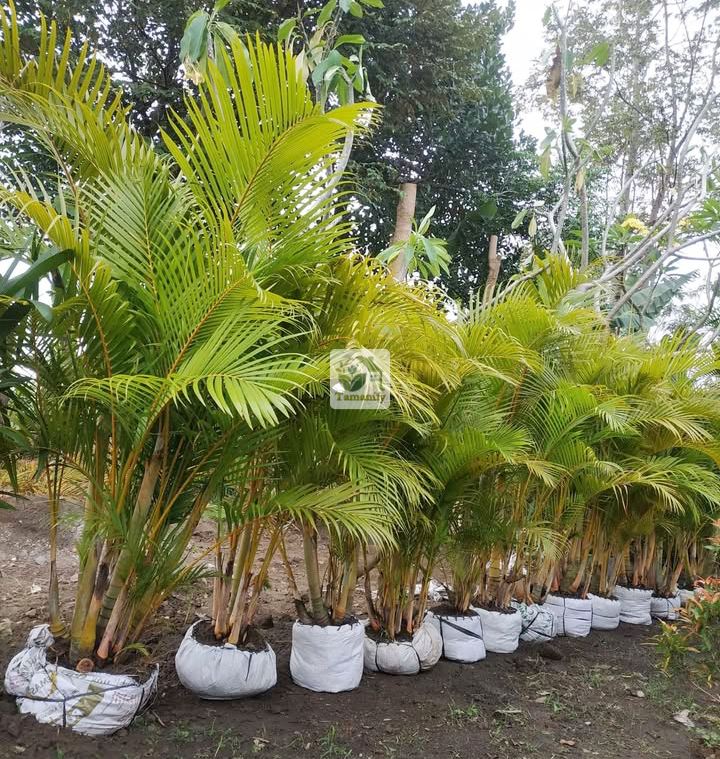 Read more about the article Jual Pohon Palem Kuning Jakarta Top#1 Berkualitas Terbaik