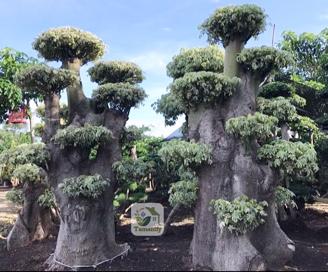 Read more about the article Jual Randu Varigata Jakarta 100% Pohon Bonsai Berkualitas